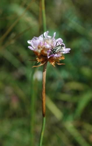 Réf. 211 611 : Hadrodemus m-flavum